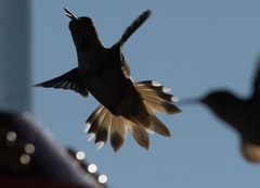 Selasphorus calliope