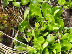 Caltha introloba