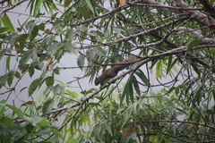 Callosciurus caniceps