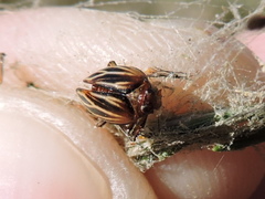 Phylloscelis atra