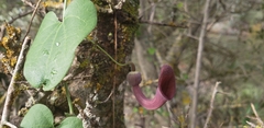 Aristolochia baetica