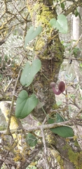 Aristolochia baetica