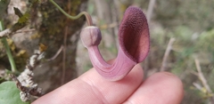 Aristolochia baetica