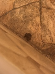 Eleutherodactylus johnstonei