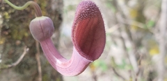 Aristolochia baetica