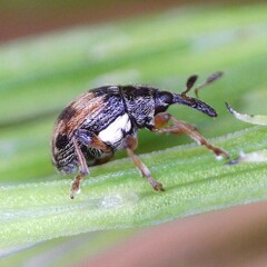 Nanophyes marmoratus