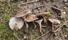 Spodocybe trulliformis