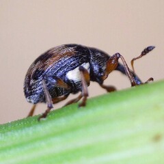Nanophyes marmoratus
