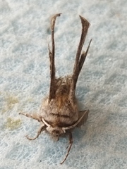 Apochima flabellaria