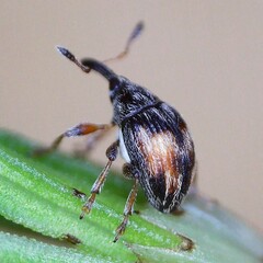 Nanophyes marmoratus
