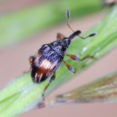Nanophyes marmoratus