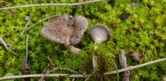 Spodocybe trulliformis
