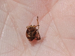 Phylloscelis atra