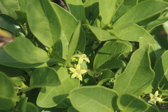 Pygmaeothamnus zeyheri