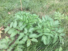 Angelica atropurpurea