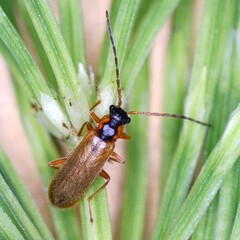 Rhagonycha testacea