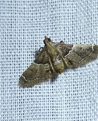 Pyralis pictalis