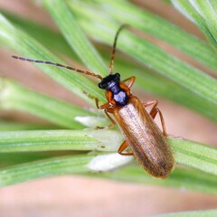 Rhagonycha testacea
