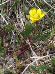Ranunculus gunnianus