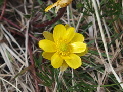 Ranunculus gunnianus