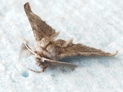 Apochima flabellaria