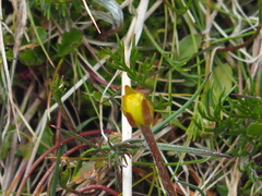 Ranunculus gunnianus