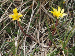 Ranunculus gunnianus
