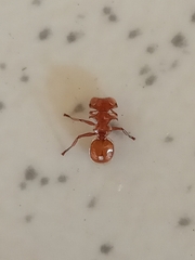 Cephalotes clypeatus