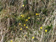 Ranunculus gunnianus