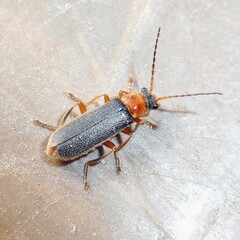 Cantharis lateralis