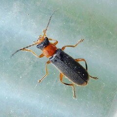 Cantharis lateralis