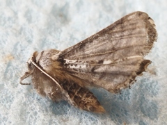 Apochima flabellaria