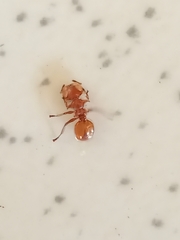 Cephalotes clypeatus