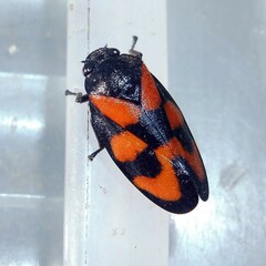 Cercopis vulnerata