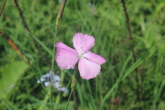 Dianthus mooiensis
