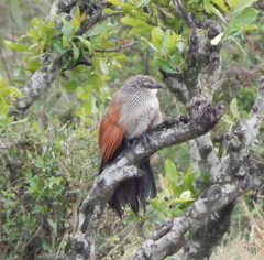 Centropus superciliosus