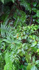 Sarcandra glabra
