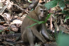 Macaca leonina