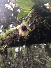 Telipogon latifolius