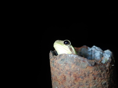 Hyla chinensis