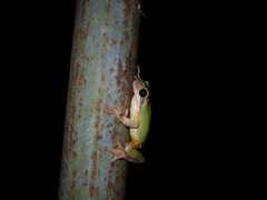 Hyla chinensis