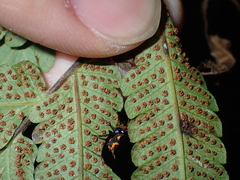 Gasteracantha sanguinea