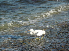 Egretta gularis schistacea