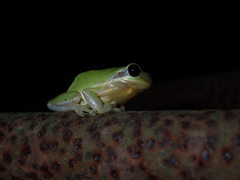 Hyla chinensis