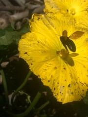 Xylocopa tranquebarorum