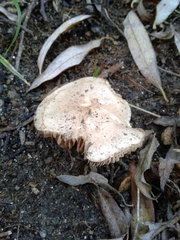 Hebeloma sacchariolens