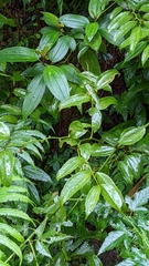 Smilax bracteata
