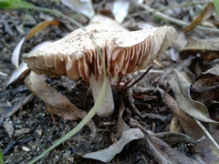 Hebeloma sacchariolens