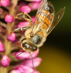 Apis mellifera scutellata