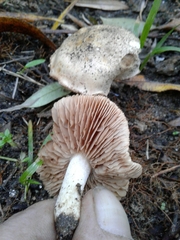 Hebeloma sacchariolens